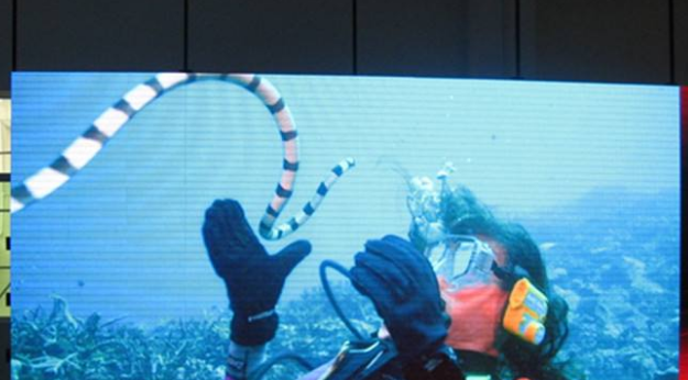 美股四次熔斷，會對室內全彩led顯示屏行業(yè)造成怎樣的影響呢